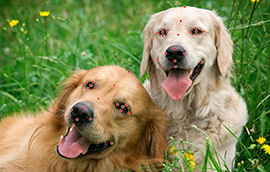 耀世平台注册狗脸关键点标注技术引发行业关注